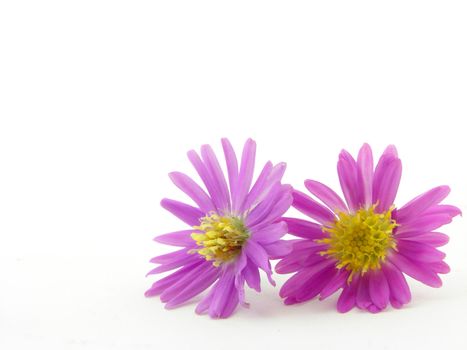 Pink flowers isolated over white, concept of beauty.