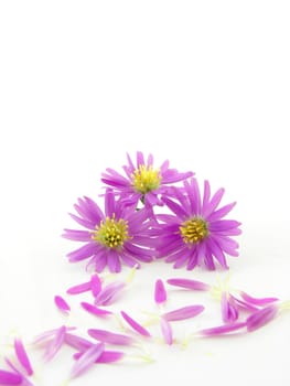 Pink flowers and petals isolated over white background.