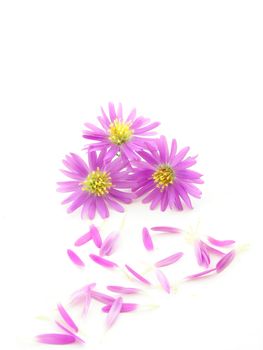 Pink flowers and petals isolated over white background.