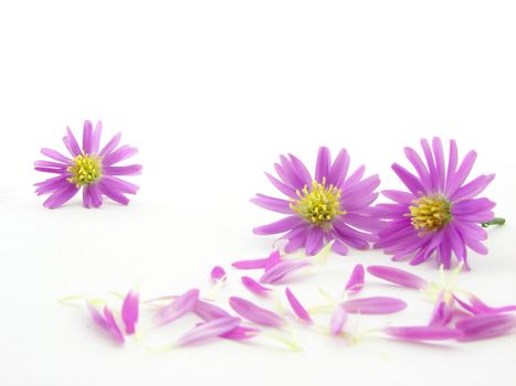 Pink flowers and petals isolated over white background.