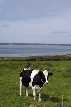 in a rich and beautiful irish farmland