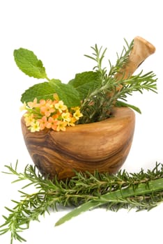 Healthy aromatic herbs in a spa (mint, rosemary, aloe vera in a carved olive tree mortar and pestle