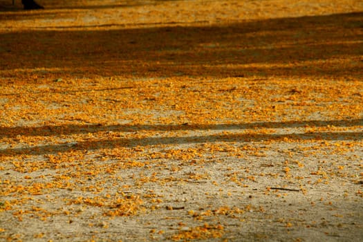 yellow flowers on the ground at the park in spring