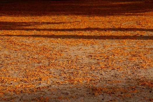 yellow flowers on the ground at a park in spring