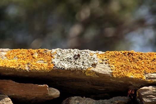 macro of a rock with yellow and white moss