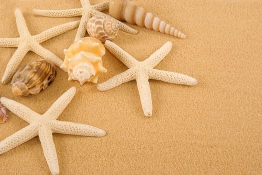 Starfish and seashells on golden sand