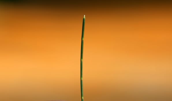 a thin green branch over a yellow orange abstract background