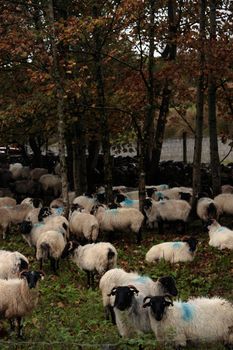 an irish farm with sheep ready for dipping