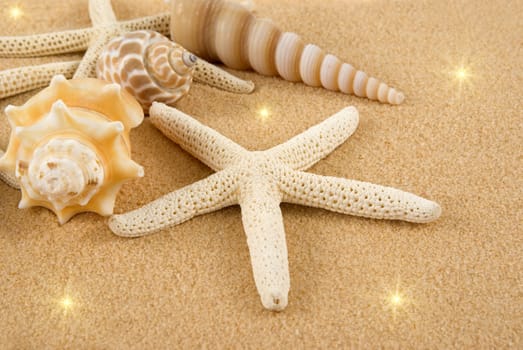 Starfish and seashells on golden sand