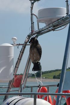 a mascot on the rigging of a boat