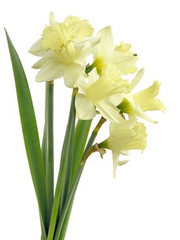 posy of yellow daffodils