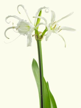white amarillis flower