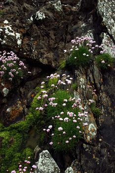 wild flowers on the rocks of a cliff