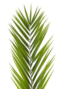 Palm frond isolated on white background