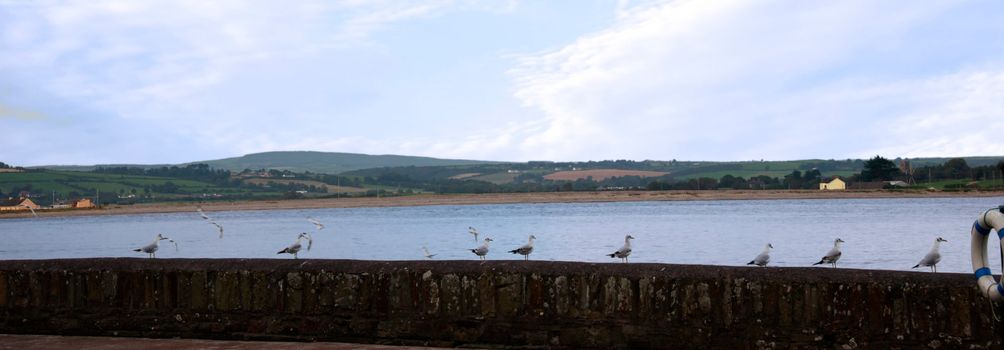some seagulls perched on a coastal wall