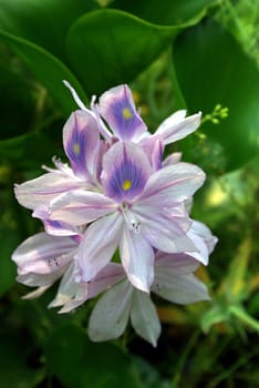 Closeup of water hyacinth flowers showing detail on the stamin.