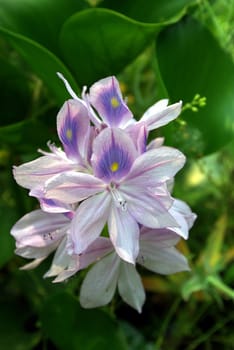 Closeup of water hyacinth flowers showing detail on the stamin.