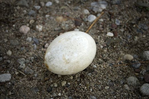 A lonely white goose or duck egg that looks to have washed ashore.
