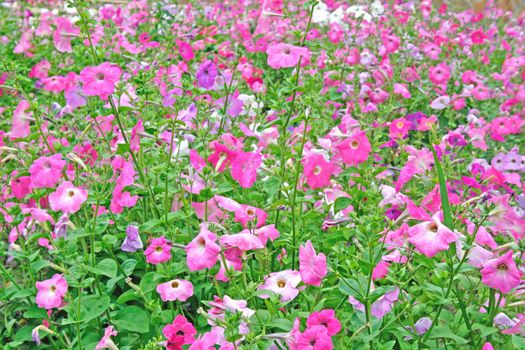 flowerbed from the varicoloured flowers of petunia of continuous carpet, prospect