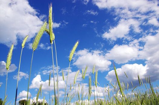 The rye starts to grow ripe in the middle of summer