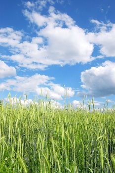 The rye starts to grow ripe in the middle of summer