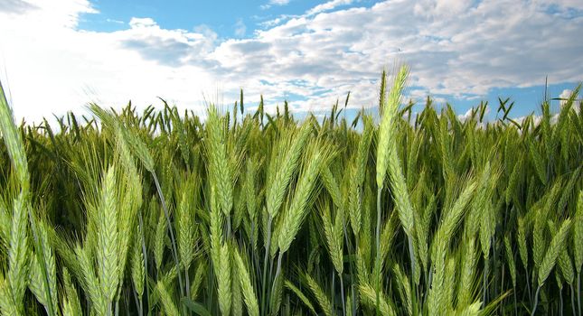 The rye starts to grow ripe in the middle of summer