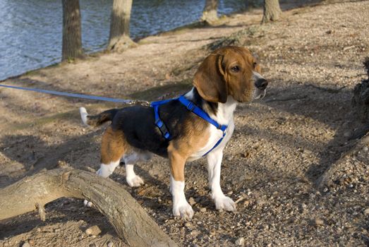 A young, alert beagle gazing ahead on the hunt.