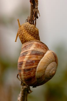 close up on snail in the field