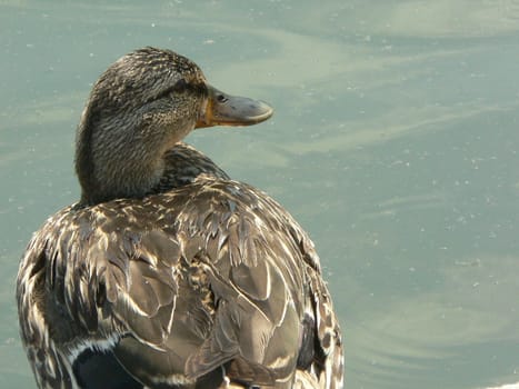 A duck looking out over the water.