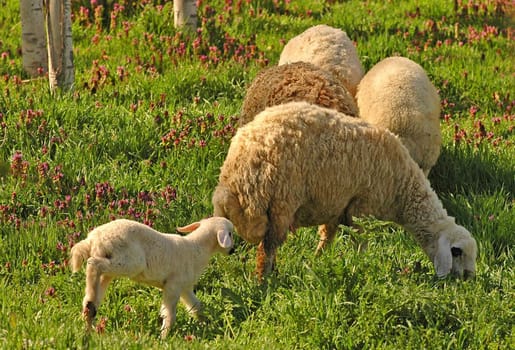 Sheeps in the field at the Turkish countryside