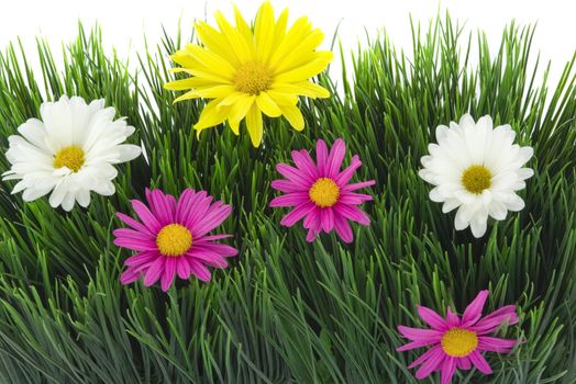 Gerbera daisies on grass