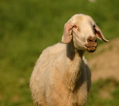 portrait of a sheep in the field 