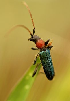 Close up on bug in the field