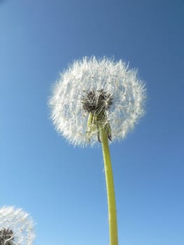 Two dandelions against a clear blue sky.