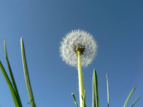 Dandelion shooting up among some grass. 