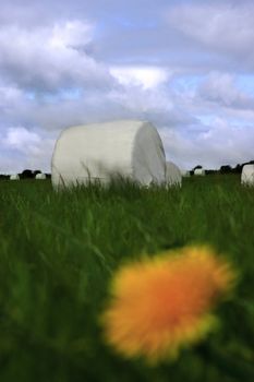 a field of bales in the west of ireland