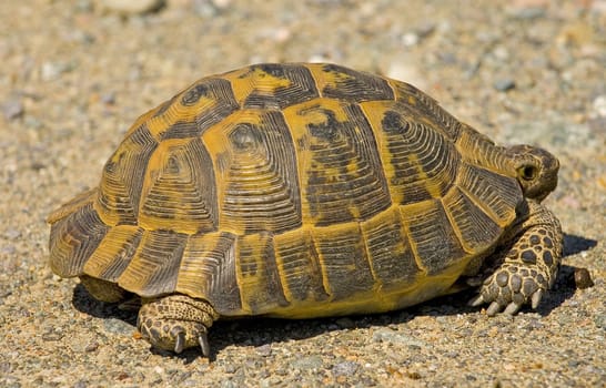 Close up on turtle in the field