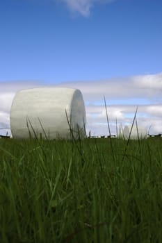 a field of bales in the west of ireland