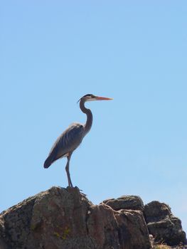 A Great Blue Heron standing on a rock waiting and watchful. 
