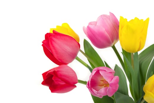 Elegant yellow, red and pink tulips