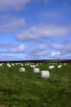 a field of bales in the west of ireland