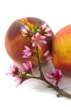 Peach fruit and blossom in spring with white background