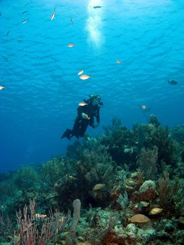 Scuba Diver looking upward while diving in Cayman Brac