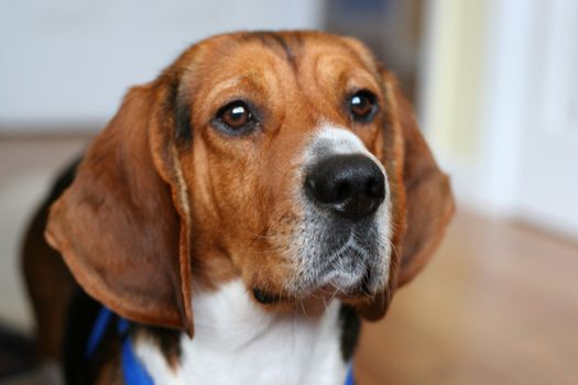 Portrait of a young beagle's face - shallow depth of field.