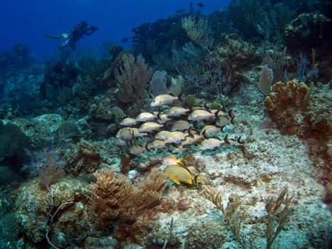 Underwater Videographer with a school of French Grunts on a Cayman Brac Reef