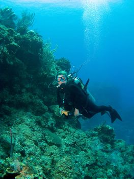 Scuba Diver Wall Diving in the Cayman Islands