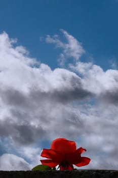 a red rose rising above a wall