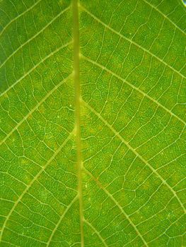 Close up of the emerald colored walnut leaf