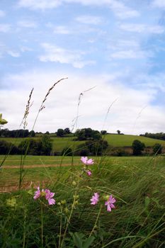 the beautiful green grass of irelands countryside,