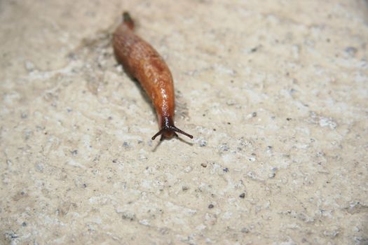 a slug slithering slowly on its way